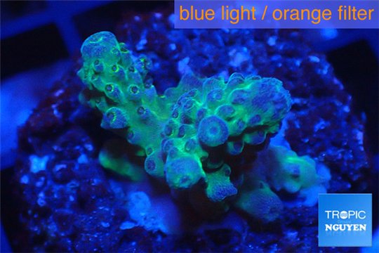 Acropora strawberry Australia 2-3 cm WYSIWYG acclimaté