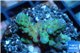 Acropora strawberry Australia 2-3 cm WYSIWYG acclimaté