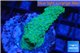 Acropora green blue Australia 3-4 cm WYSIWYG acclimaté