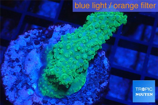 Acropora green blue Australia 3-4 cm WYSIWYG acclimaté