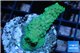 Acropora green blue Australia 3-4 cm WYSIWYG acclimaté