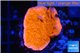 Montipora red cap 2-4 cm WYSIWYG acclimaté
