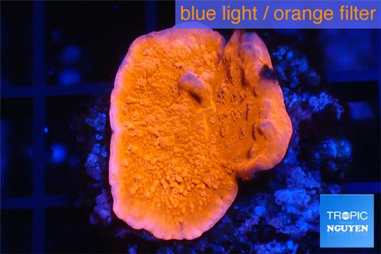 Montipora red cap 2-4 cm WYSIWYG acclimaté