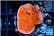 Montipora red cap 2-4 cm WYSIWYG acclimaté