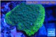 Montipora green blue polyps 2-3 cm WYSIWYG acclimaté