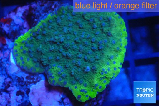 Montipora green blue polyps 2-3 cm WYSIWYG acclimaté