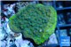 Montipora green blue polyps 2-3 cm WYSIWYG acclimaté