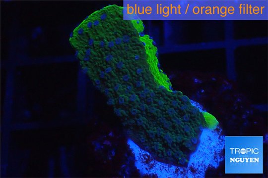 Montipora green blue polyps 2-3 cm WYSIWYG acclimaté