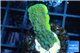 Montipora green blue polyps 2-3 cm WYSIWYG acclimaté