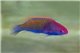 Cirrhilabrus chaliasi 3-5 cm
