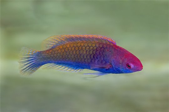 Cirrhilabrus chaliasi 3-5 cm