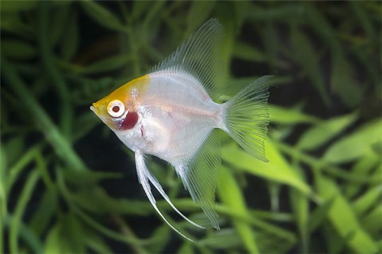 Scalaire red cap albino 3-3,8 cm