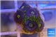 Zoanthus neon green magician blue 4-6 polyps WYSIWYG acclimaté