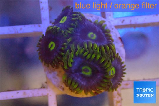 Zoanthus neon green magician blue 4-6 polyps WYSIWYG acclimaté