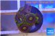 Zoanthus neon green magician blue 4-6 polyps WYSIWYG acclimaté