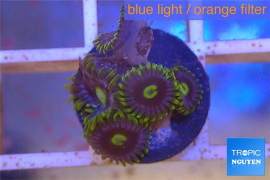 Zoanthus neon green magician blue 4-6 polyps WYSIWYG acclimaté