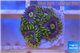 Zoanthus neon green magician blue 4-6 polyps WYSIWYG acclimaté