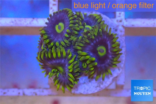 Zoanthus neon green magician blue 4-6 polyps WYSIWYG acclimaté