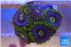 Zoanthus neon green magician blue 4-6 polyps WYSIWYG acclimaté