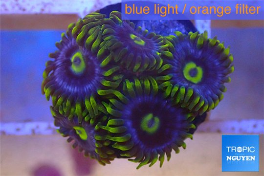 Zoanthus neon green magician blue 4-6 polyps WYSIWYG acclimaté