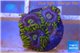 Zoanthus neon green magician blue 4-6 polyps WYSIWYG acclimaté