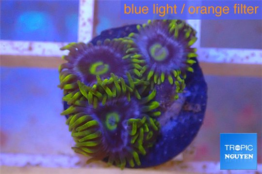 Zoanthus neon green magician blue 4-6 polyps WYSIWYG acclimaté