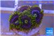 Zoanthus neon green magician blue 4-6 polyps WYSIWYG acclimaté