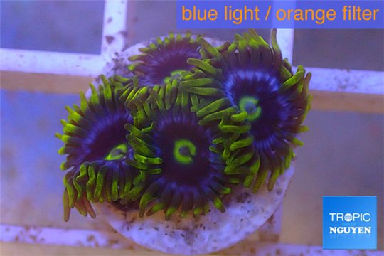 Zoanthus neon green magician blue 4-6 polyps WYSIWYG acclimaté