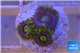 Zoanthus neon green magician blue 3-5 polyps WYSIWYG acclimaté