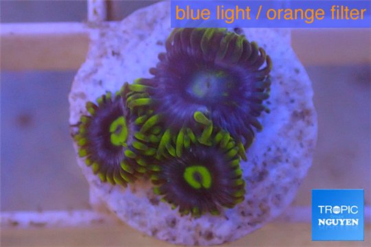 Zoanthus neon green magician blue 3-5 polyps WYSIWYG acclimaté