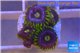 Zoanthus neon green magician blue 4-6 polyps WYSIWYG acclimaté