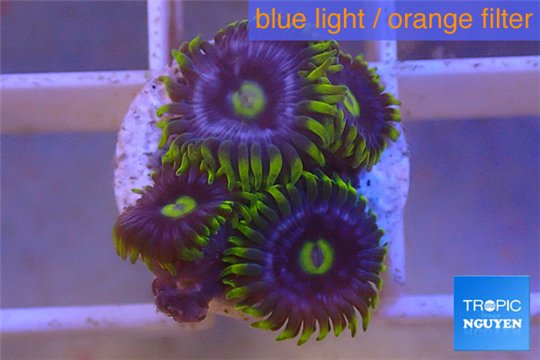 Zoanthus neon green magician blue 4-6 polyps WYSIWYG acclimaté