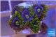 Zoanthus neon green magician blue 5-7 polyps WYSIWYG acclimaté