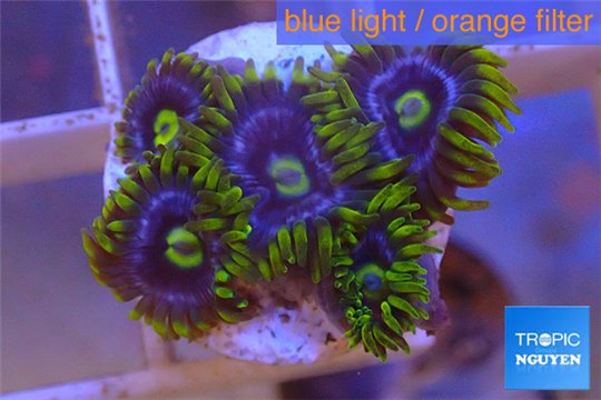 Zoanthus neon green magician blue 5-7 polyps WYSIWYG acclimaté
