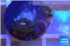 Zoanthus neon green magician blue 3-5 polyps WYSIWYG acclimaté