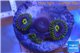 Zoanthus neon green magician blue 4-6 polyps WYSIWYG acclimaté