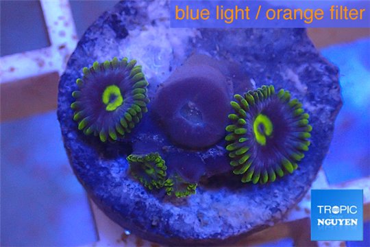 Zoanthus neon green magician blue 4-6 polyps WYSIWYG acclimaté