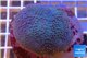 Sarcophyton long polyps 7-12 cm WYSIWYG acclimaté