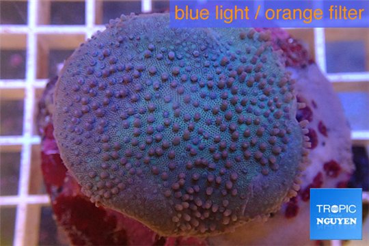 Sarcophyton long polyps 7-12 cm WYSIWYG acclimaté