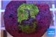 Zoanthus Fijii premium 6-7 polyps WYSIWYG acclimaté