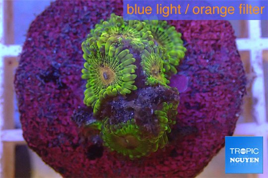 Zoanthus Fijii premium 6-7 polyps WYSIWYG acclimaté