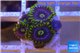 Zoanthus neon green magician blue 4-6 polyps WYSIWYG acclimaté