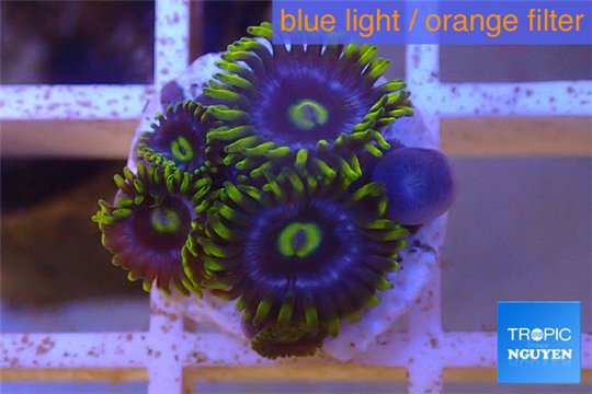 Zoanthus neon green magician blue 4-6 polyps WYSIWYG acclimaté