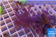 Xenia long polyps 6-8 cm WYSIWYG acclimaté