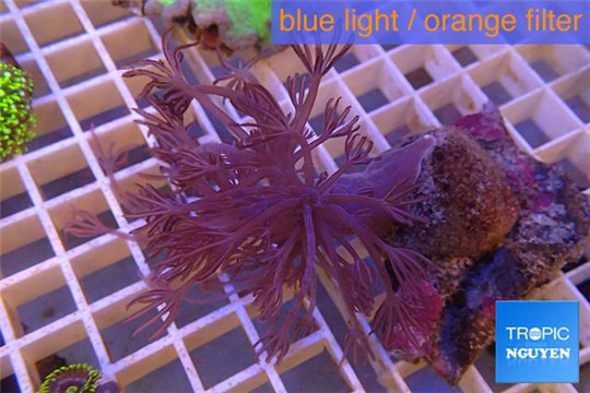 Xenia long polyps 6-8 cm WYSIWYG acclimaté