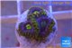 Zoanthus neon green magician blue 4-6 polyps WYSIWYG acclimaté