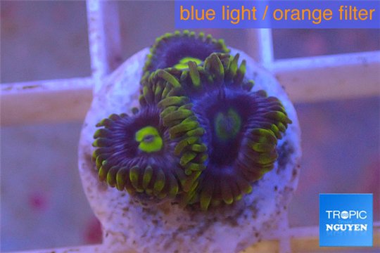 Zoanthus neon green magician blue 4-6 polyps WYSIWYG acclimaté