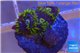 Zoanthus neon green magician blue 4-6 polyps WYSIWYG acclimaté