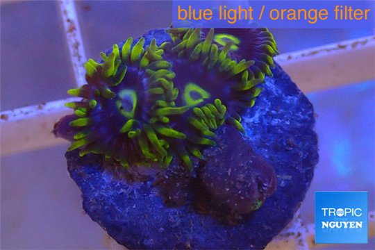 Zoanthus neon green magician blue 4-6 polyps WYSIWYG acclimaté