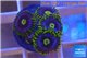 Zoanthus neon green magician blue 4-6 polyps WYSIWYG acclimaté